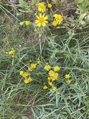 Senecio inaequidens