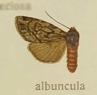 Vaccinium xestia moth