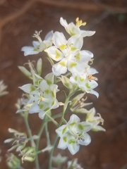 Anticlea elegans elegans