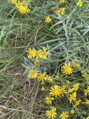 Senecio inaequidens