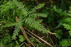 Athyrium filix-femina