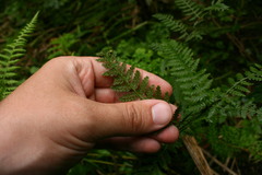 Athyrium filix-femina