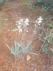 Anticlea elegans elegans
