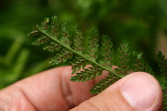 Athyrium filix-femina