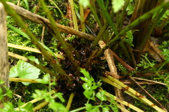 Athyrium filix-femina