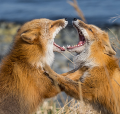 Red Fox photo 6