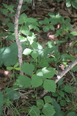 Halosciastrum melanotilingia