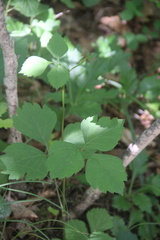 Halosciastrum melanotilingia
