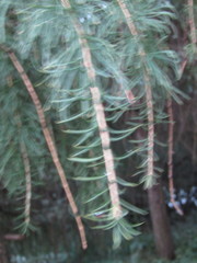 Larix sibirica