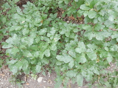 Quercus sinuata breviloba