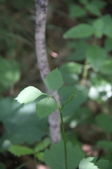 Halosciastrum melanotilingia