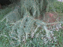 Larix sibirica