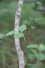 Halosciastrum melanotilingia