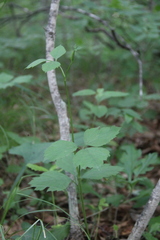 Halosciastrum melanotilingia
