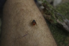 Calliphora nigrithorax