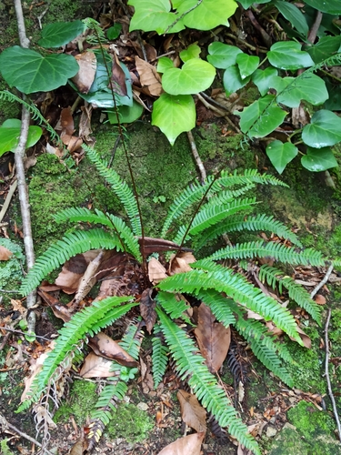rebrovka rôznolistá (Struthiopteris spicant)