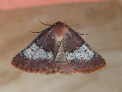 Drepanogynis oinophora