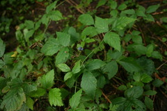Rubus caesius