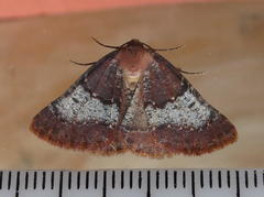 Drepanogynis oinophora