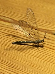 Nemoleontini