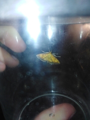 Ecpyrrhorrhoe rubiginalis