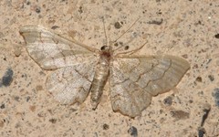 Idaea moniliata