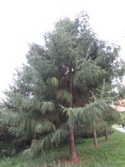 Larix sibirica