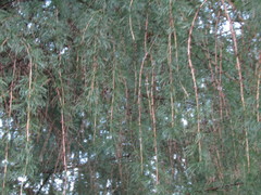 Larix sibirica
