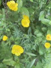 Angiospermae