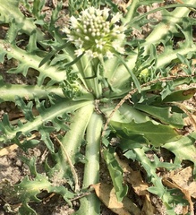 Acicarpha tribuloides