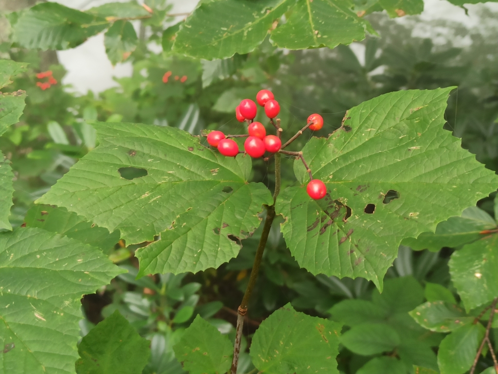 Viburnum orientale; photograph author not stated, no rights reserved