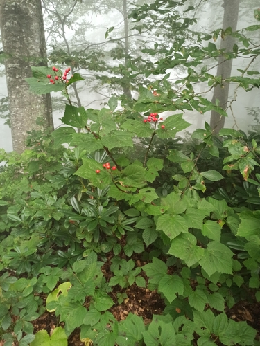 Viburnum orientale, photograph 3
