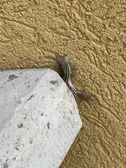 Aspidoscelis laredoensis