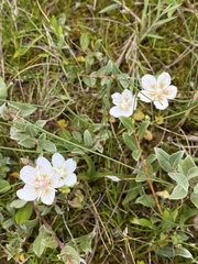 Parnassia palustris