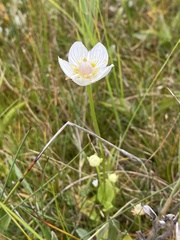 Parnassia palustris