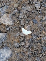 Leuciris