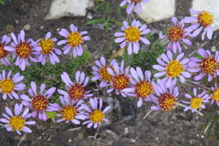 Felicia canaliculata