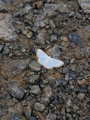 Leuciris