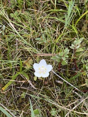 Parnassia palustris