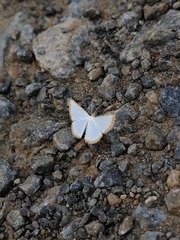 Leuciris