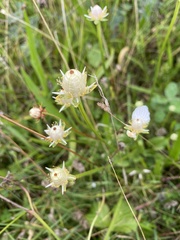 Parnassia palustris