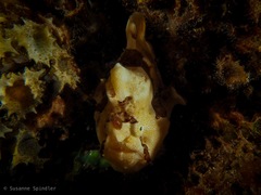 Antennarius maculatus