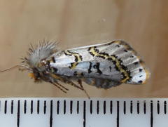 Procanthia distantii