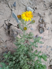 Senecio adenotrichius