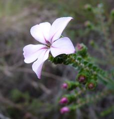 Acmadenia tetragona