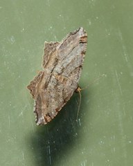 Macaria multilineata