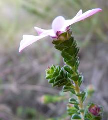 Acmadenia tetragona