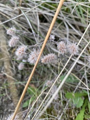Trifolium arvense