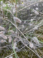 Trifolium arvense