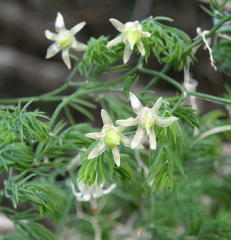 Asparagus declinatus